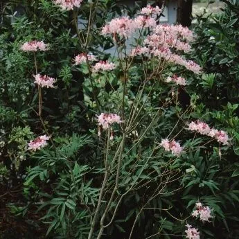 thumbnail for publication: Rhododendron canescens Pink Pinxter Azalea, Florida Honeysuckle